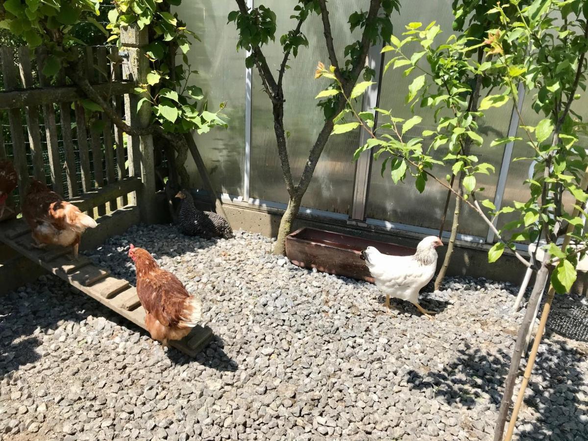 Ferienwohnung Draexl Garten Und Bergblick Nußdorf am Inn Exterior foto